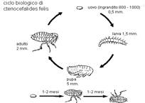 ..\Documenti\Immagini\pulce_ciclo.gif