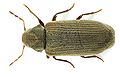 ..\Documenti\Immagini\120px-Anobium_punctatum_above.jpg